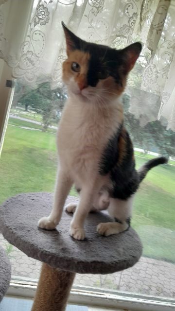Danielle COURTESY POST, a Adoptable Calico in Taylor, MI image 4/4