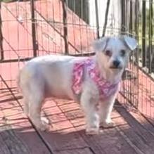Enlarge Maggie, a Adoptable mixed breed in Tunkhannock, PA image 1/3