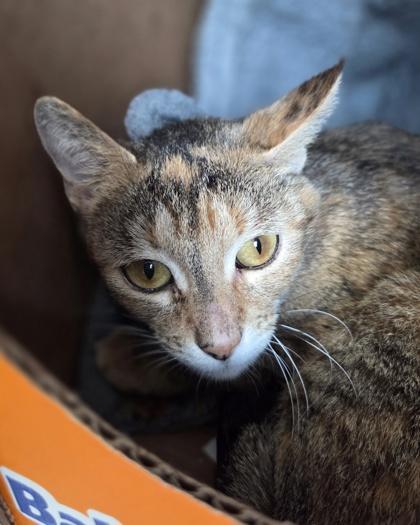 Enlarge Goldfish, a Adoptable mixed breed in Westland, MI image 1/2