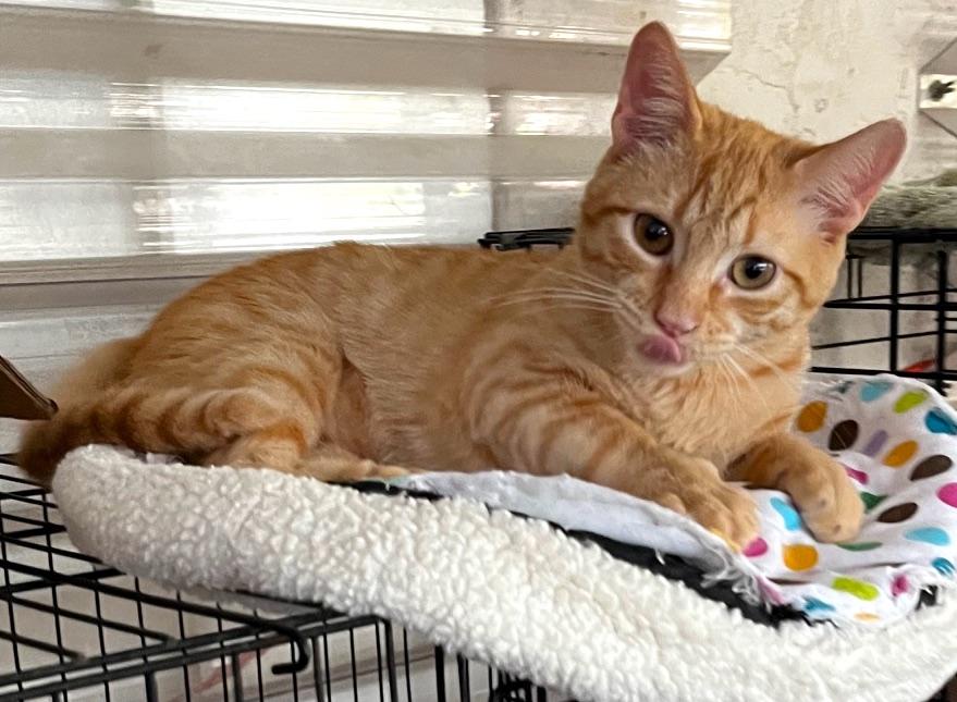 Gino, Adoptable, Kitten Male Tabby.
