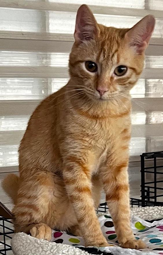 Enlarge Gino, a Adoptable mixed breed in Sarasota, FL image 2/6