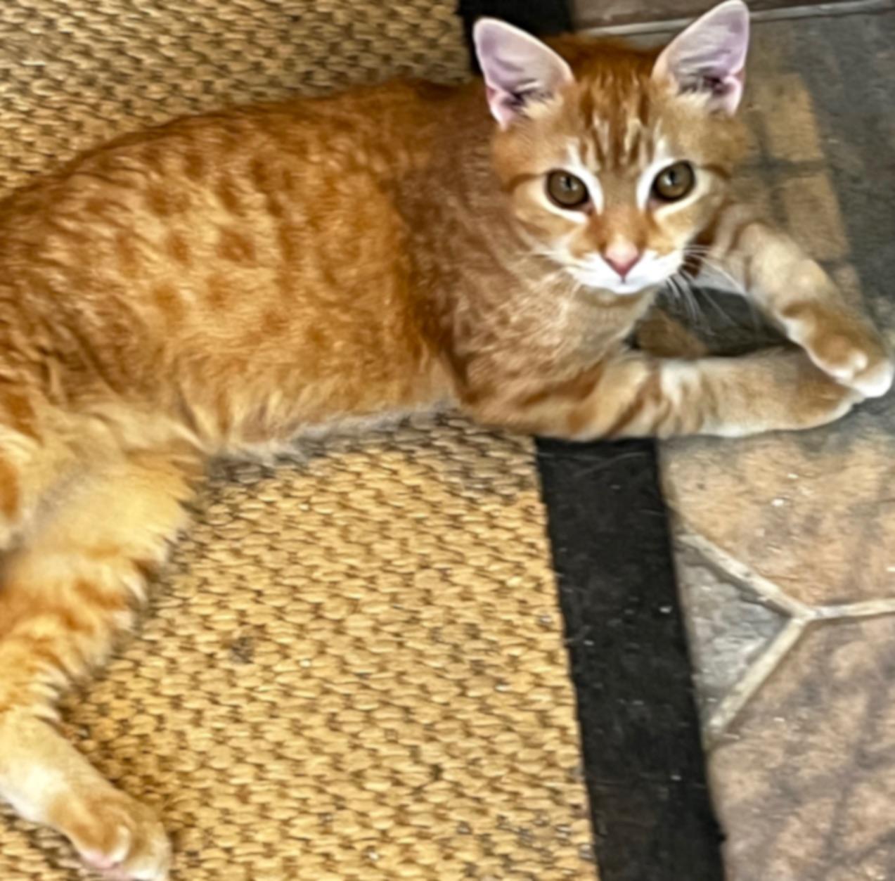 Enlarge Gino, a Adoptable mixed breed in Sarasota, FL image 3/6