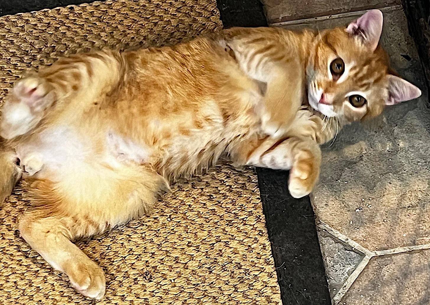 Enlarge Gino, a Adoptable mixed breed in Sarasota, FL image 4/6