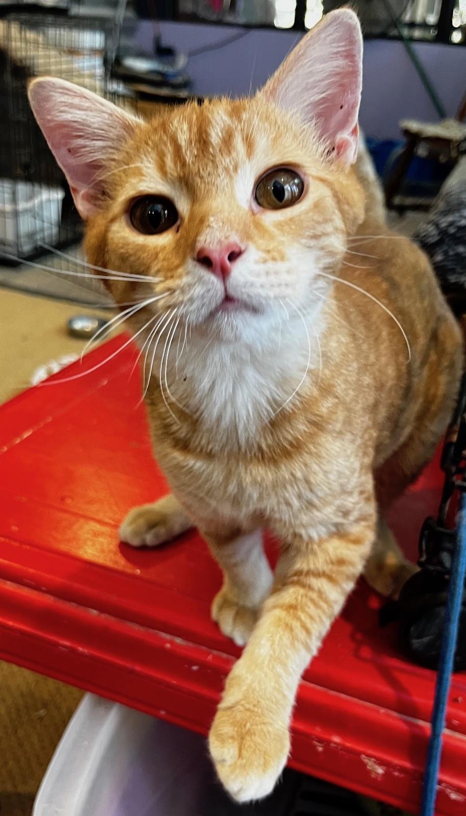 Enlarge Gino, a Adoptable mixed breed in Sarasota, FL image 5/6