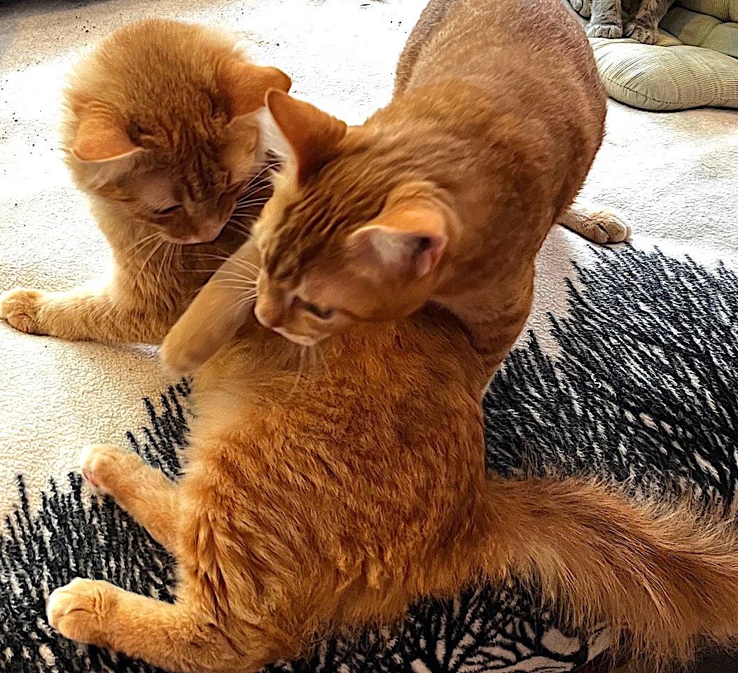 Enlarge Gino, a Adoptable mixed breed in Sarasota, FL image 6/6