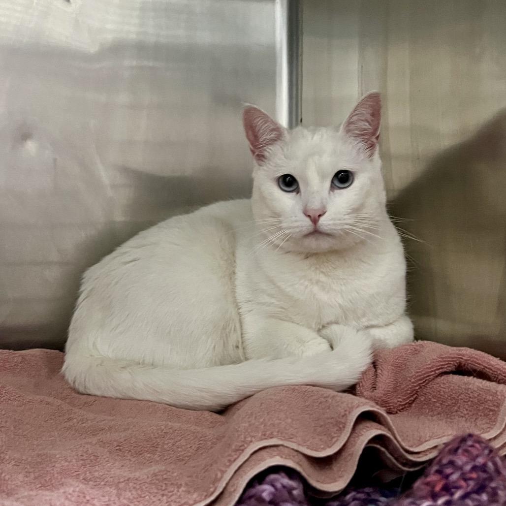 Enlarge Snowie, a Adoptable Domestic Short Hair in Morgan Hill, CA image 1/4