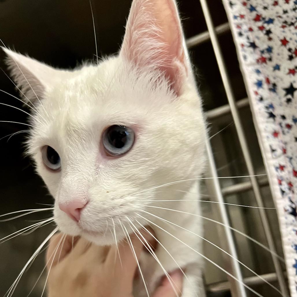 Enlarge Snowie, a Adoptable Domestic Short Hair in Morgan Hill, CA image 2/4