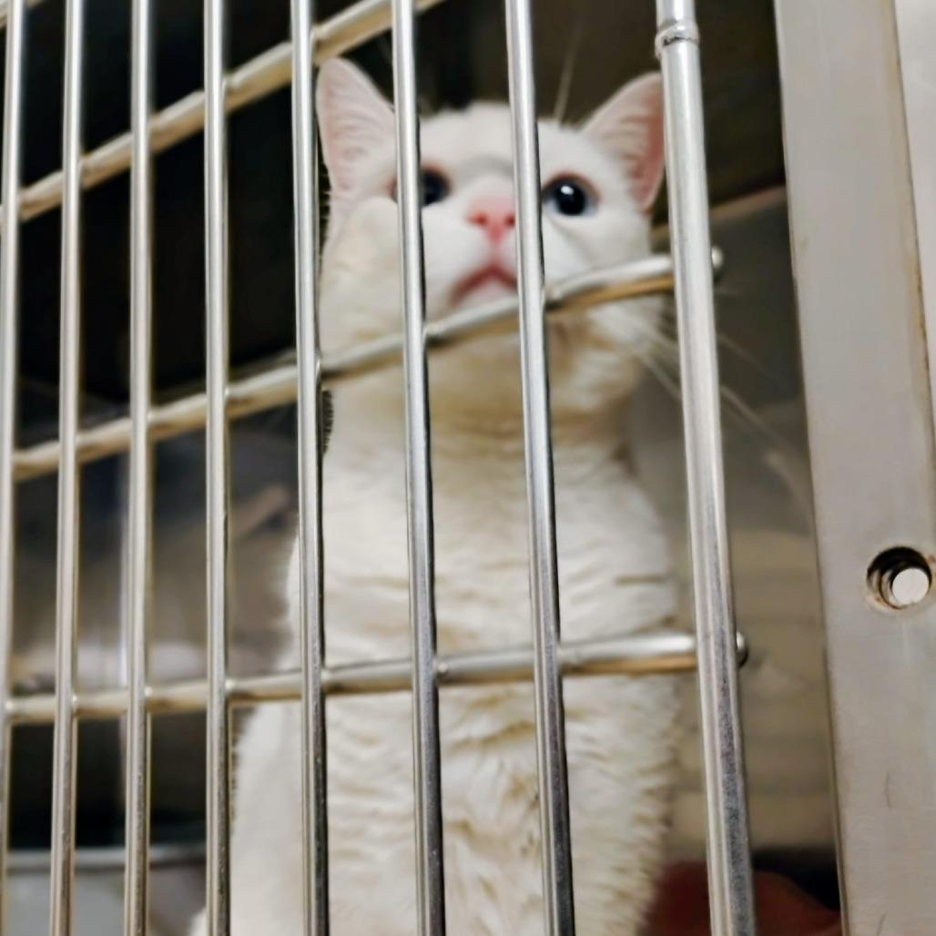 Enlarge Snowie, a Adoptable Domestic Short Hair in Morgan Hill, CA image 3/4