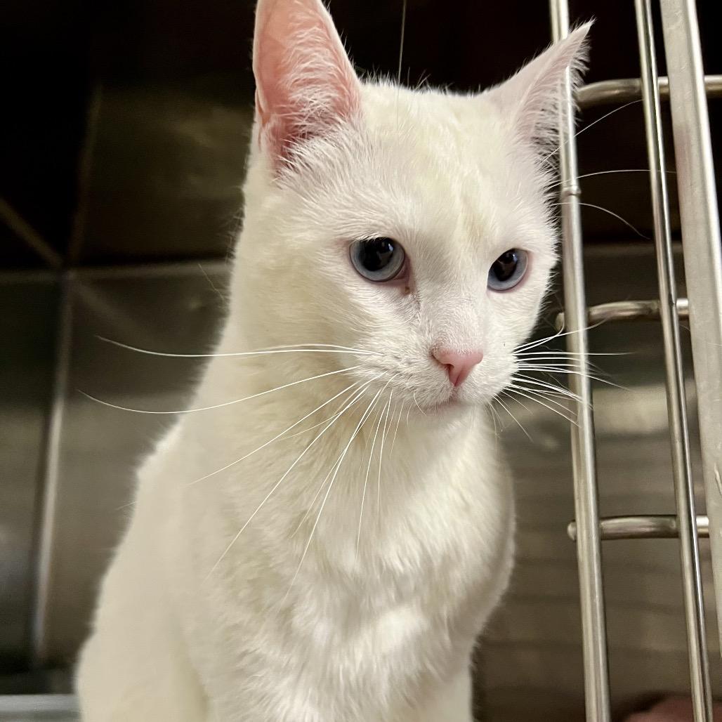 Enlarge Snowie, a Adoptable Domestic Short Hair in Morgan Hill, CA image 4/4