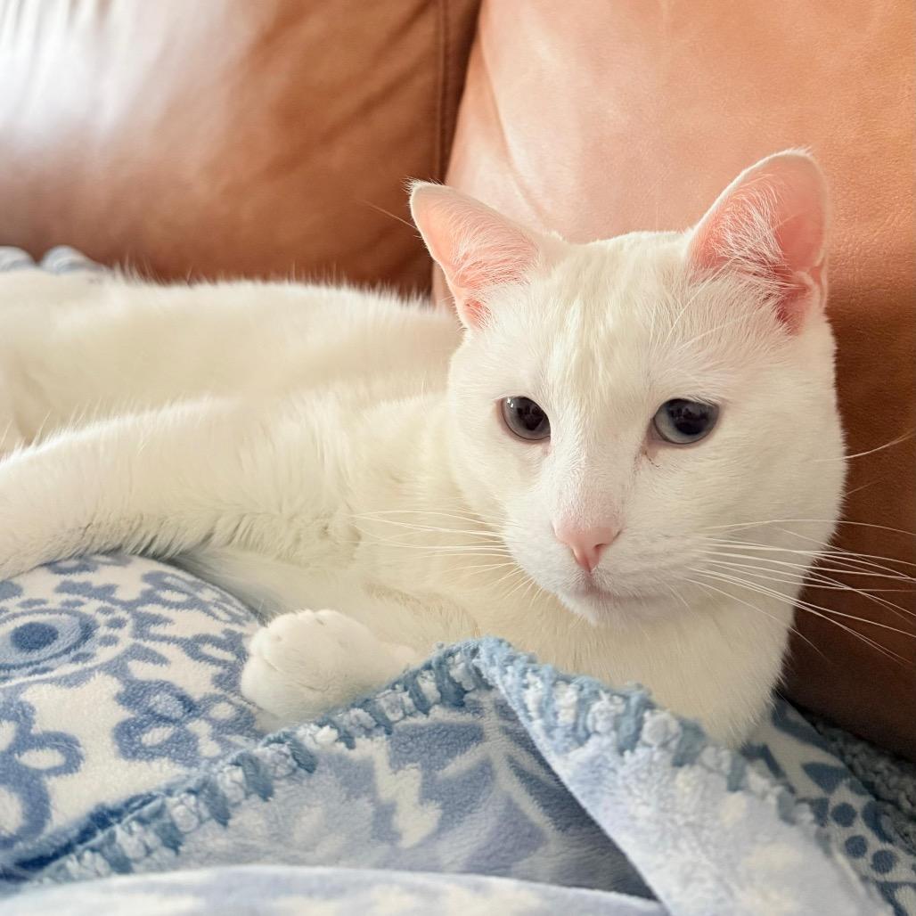 Enlarge Snowie, a Adoptable Domestic Short Hair in Morgan Hill, CA image 5/5