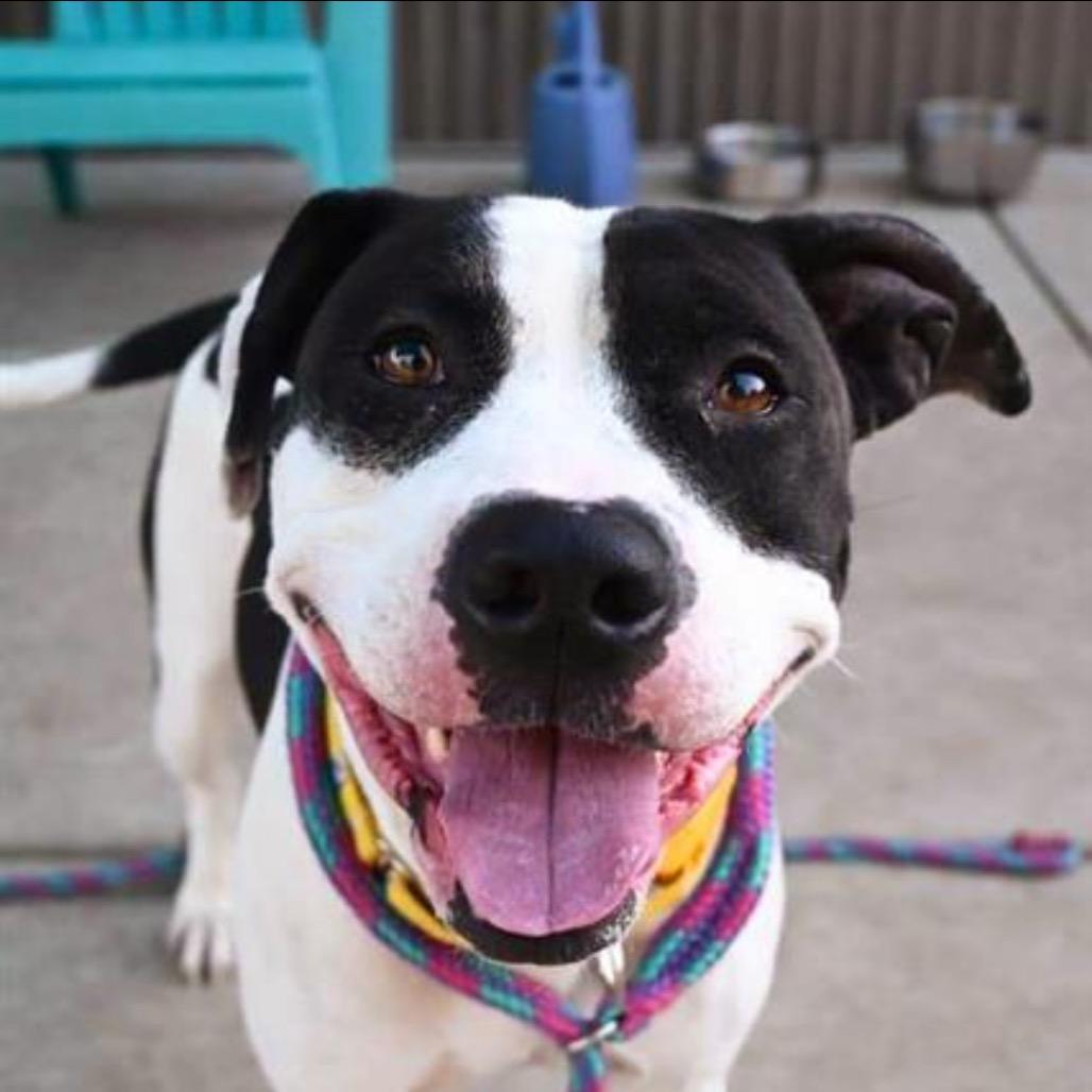 Maxima (Maxi), Adoptable, Adult Female Pit Bull Terrier & Mixed Breed.