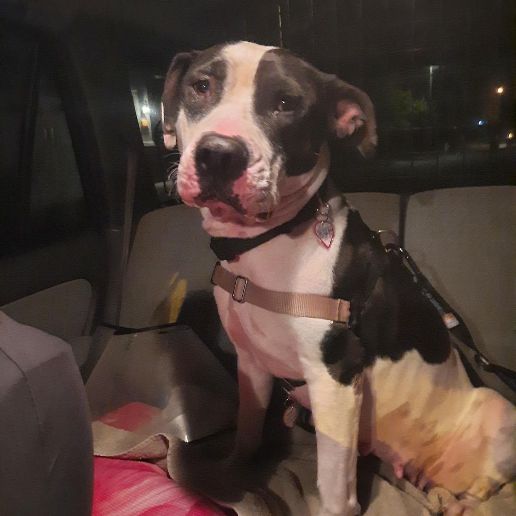 Enlarge Maxima (Maxi), a Adoptable mixed breed in Grass Valley, CA image 2/2