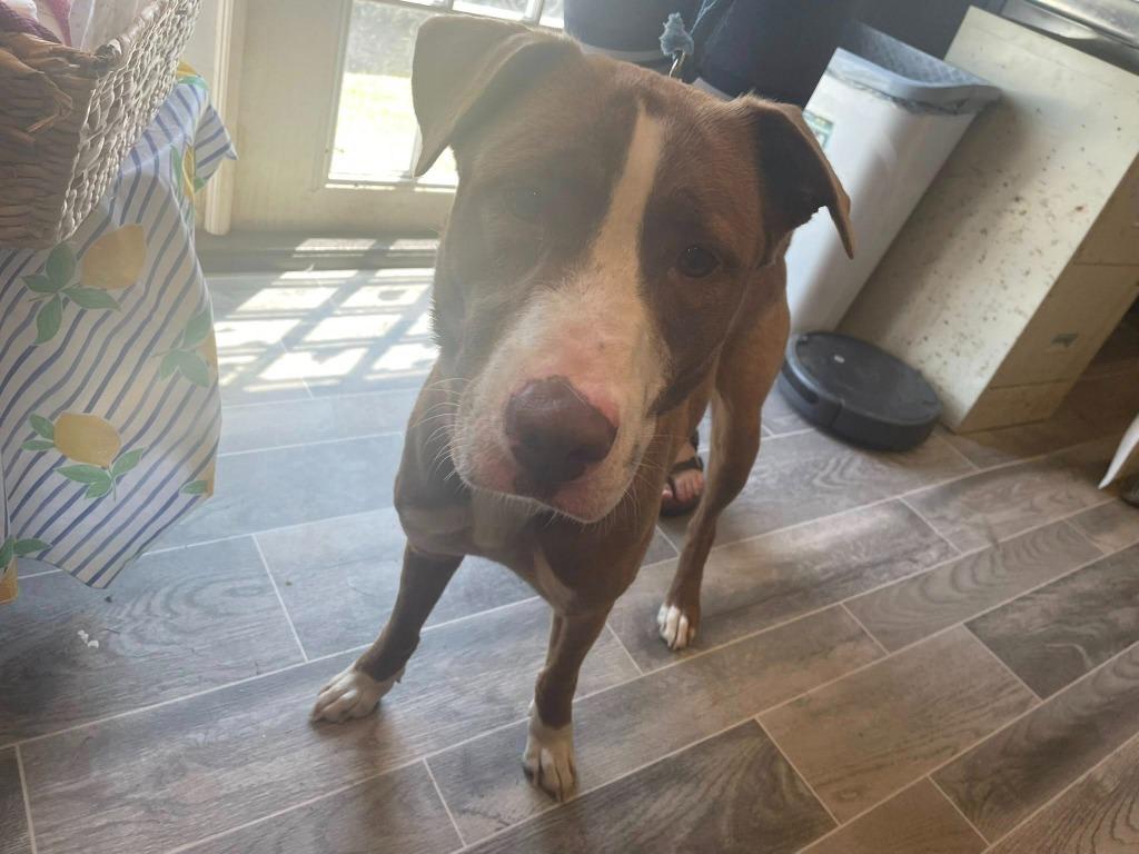 Ruby, Adoptable, Young Female Labrador Retriever.