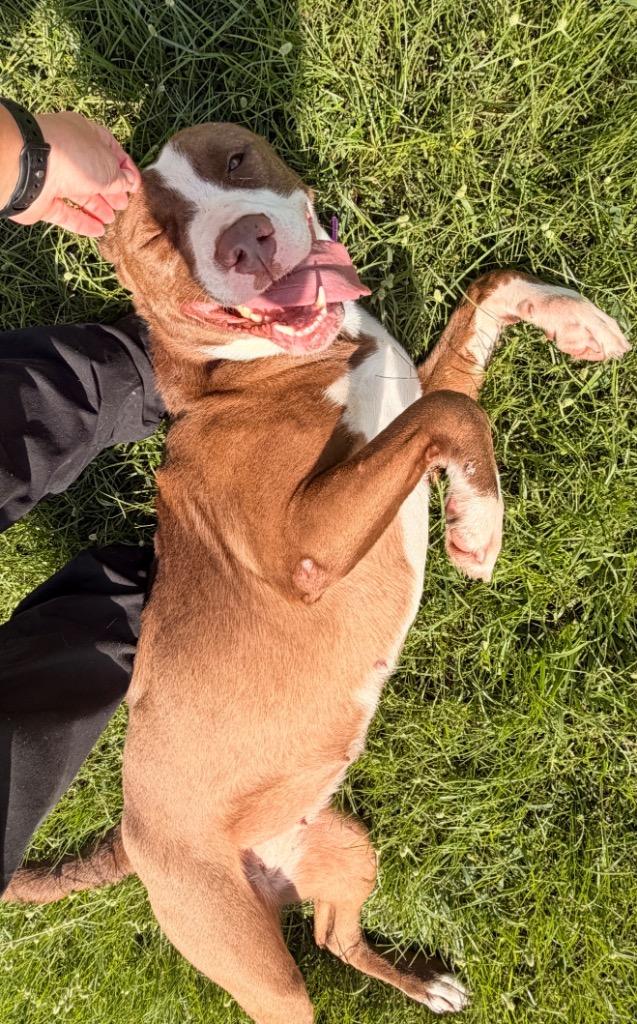 Enlarge Ruby, a Adoptable Labrador Retriever in Nashville, GA image 2/6