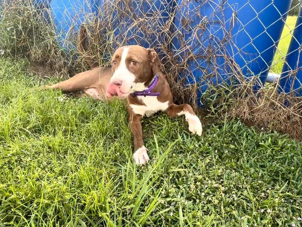 Enlarge Ruby, a Adoptable Labrador Retriever in Nashville, GA image 3/6