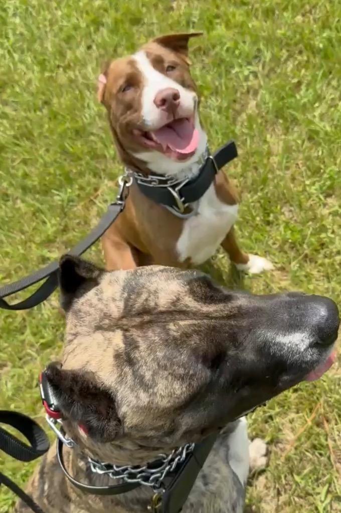 Enlarge Ruby, a Adoptable Labrador Retriever in Nashville, GA image 6/6