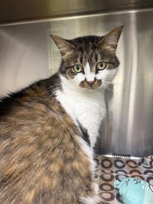Enlarge Cinnamon, a ADOPTABLE mixed breed in Blue Springs, MO image 1/1