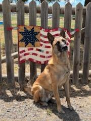 Enlarge Fargo, a Adoptable Belgian Shepherd / Malinois in Bend, OR image 2/4