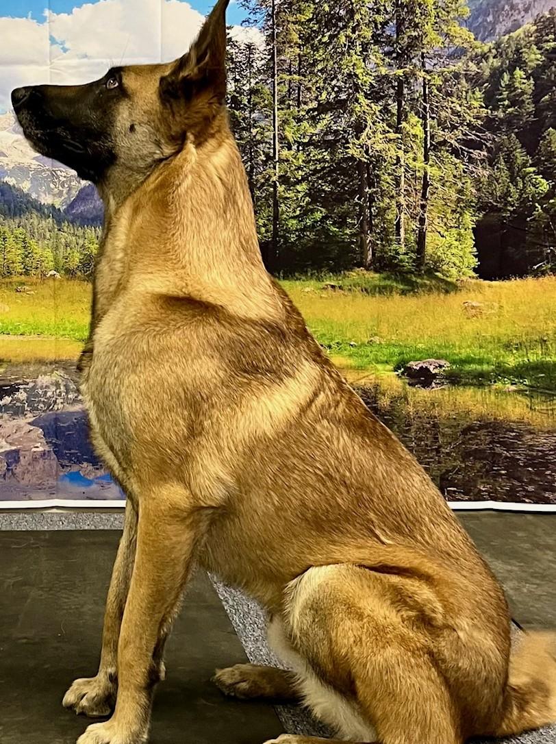 Fargo, an adoptable Belgian Shepherd / Malinois in Bend, OR, 97703 | Photo Image 1