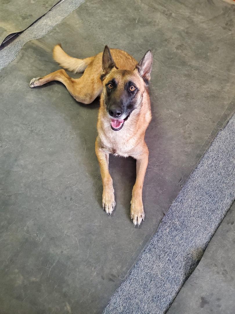 Fargo, an adoptable Belgian Shepherd / Malinois in Bend, OR, 97703 | Photo Image 3