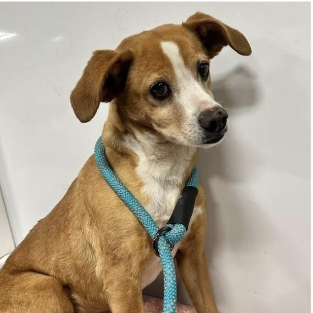 Enlarge Frieda, a ADOPTABLE mixed breed in Santa Rosa, CA image 1/1