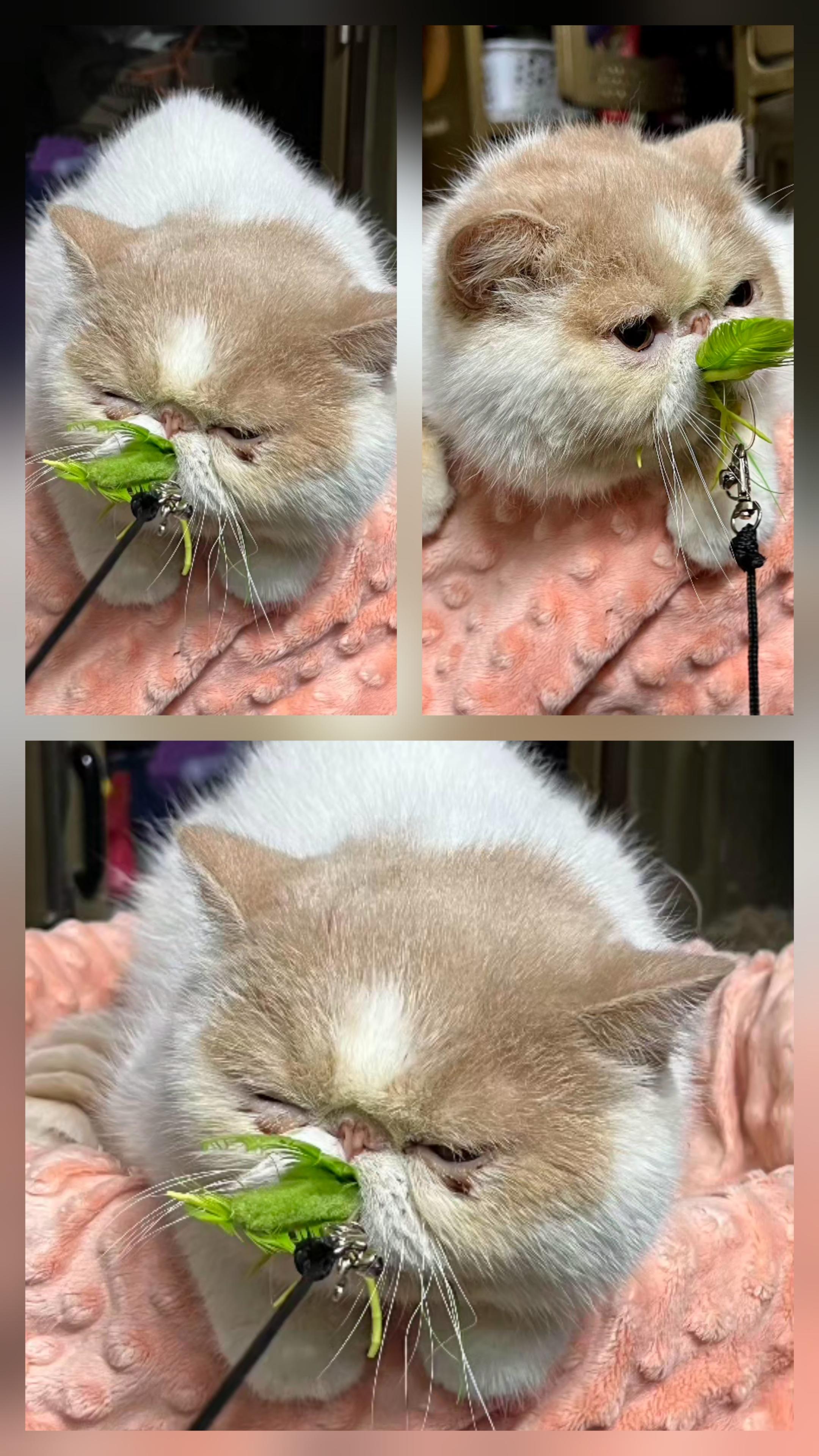 Enlarge Kai THE PEOPLE/LOVE BUG, a ADOPTABLE Exotic Shorthair in Fayetteville, AR image 4/4