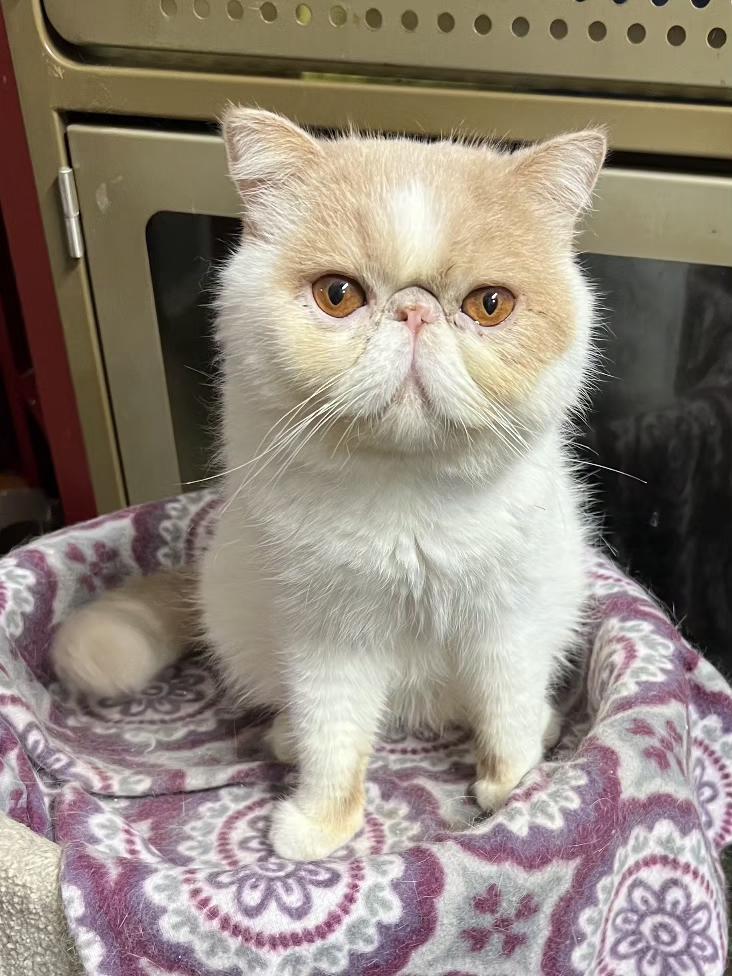 Enlarge Kai THE PEOPLE/LOVE BUG, a ADOPTABLE Exotic Shorthair in Fayetteville, AR image 3/4
