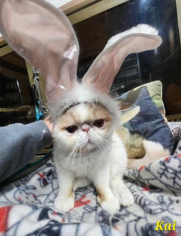 Enlarge Kai THE PEOPLE/LOVE BUG, a ADOPTABLE Exotic Shorthair in Fayetteville, AR image 2/4