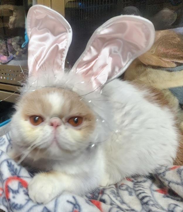 Kai THE PEOPLE/LOVE BUG, ADOPTABLE, Adult Male Exotic Shorthair.