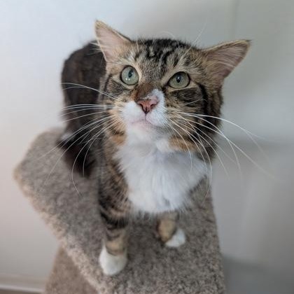 Evan, Adopted, Young Male Domestic Medium Hair.