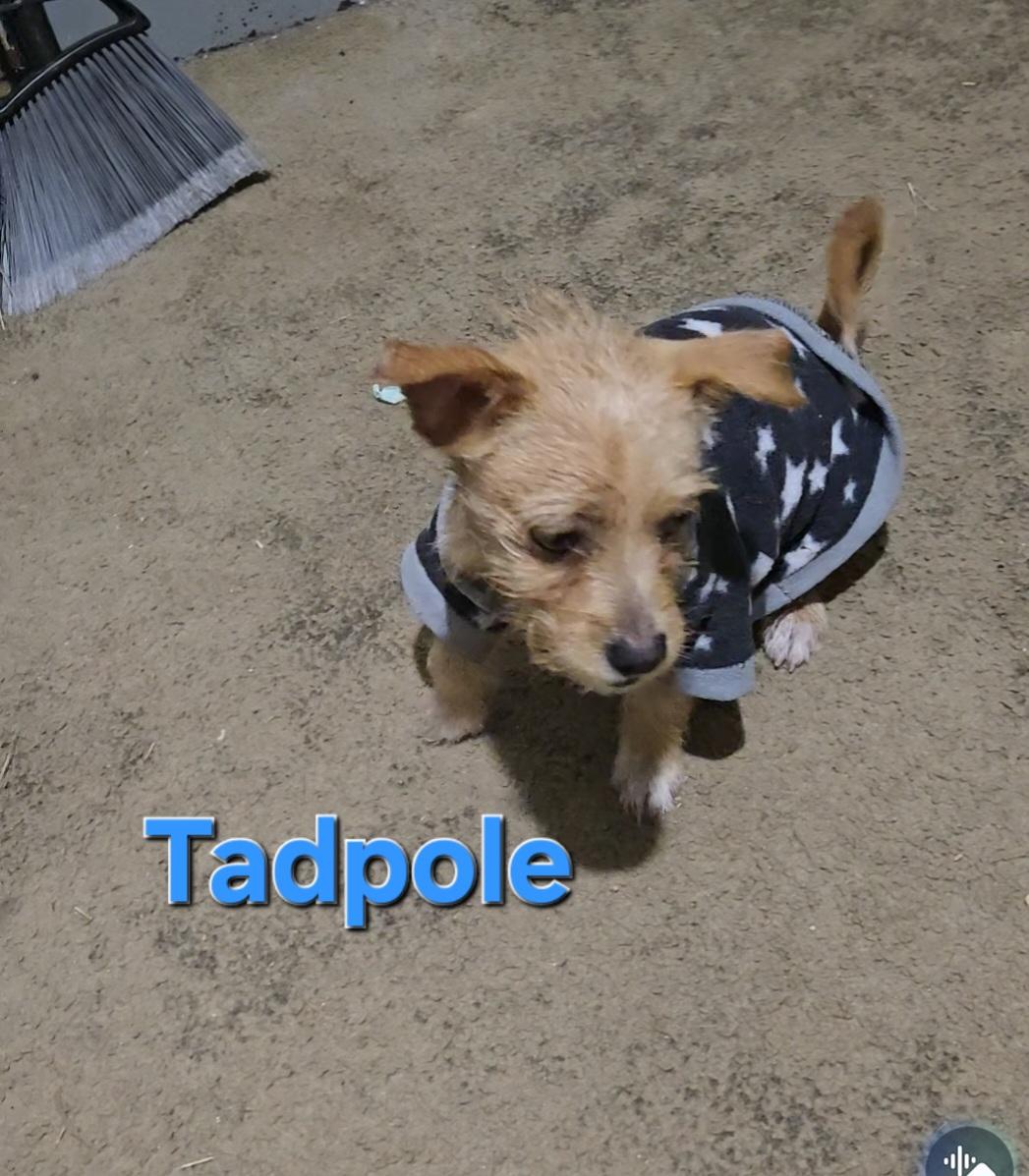 Tadpole