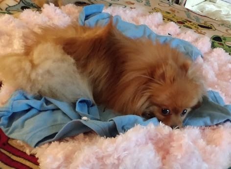 Lily, Adopted, Adult Female Pomeranian.