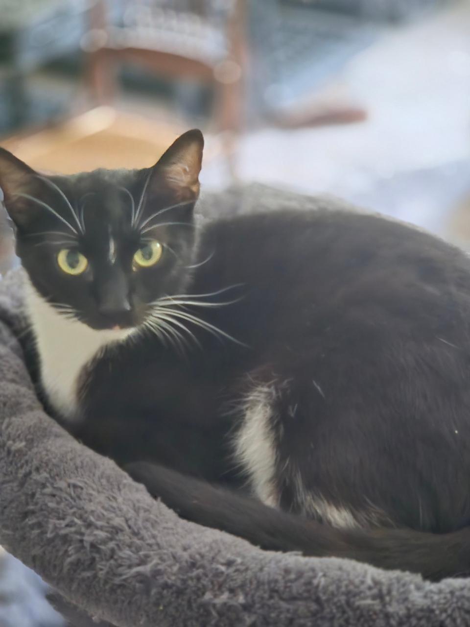 Enlarge Stella, a ADOPTABLE Domestic Short Hair in Maryville, TN image 2/2