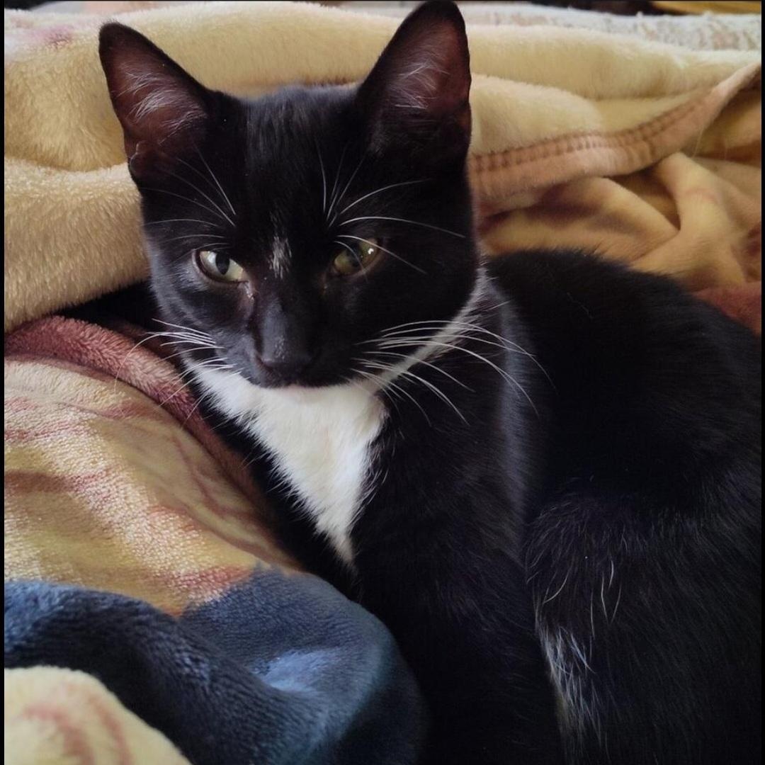 Stella, ADOPTABLE, Adult Female Domestic Short Hair.