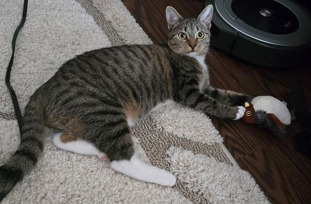 Contessa, Adoptable, Kitten Female Domestic Short Hair.