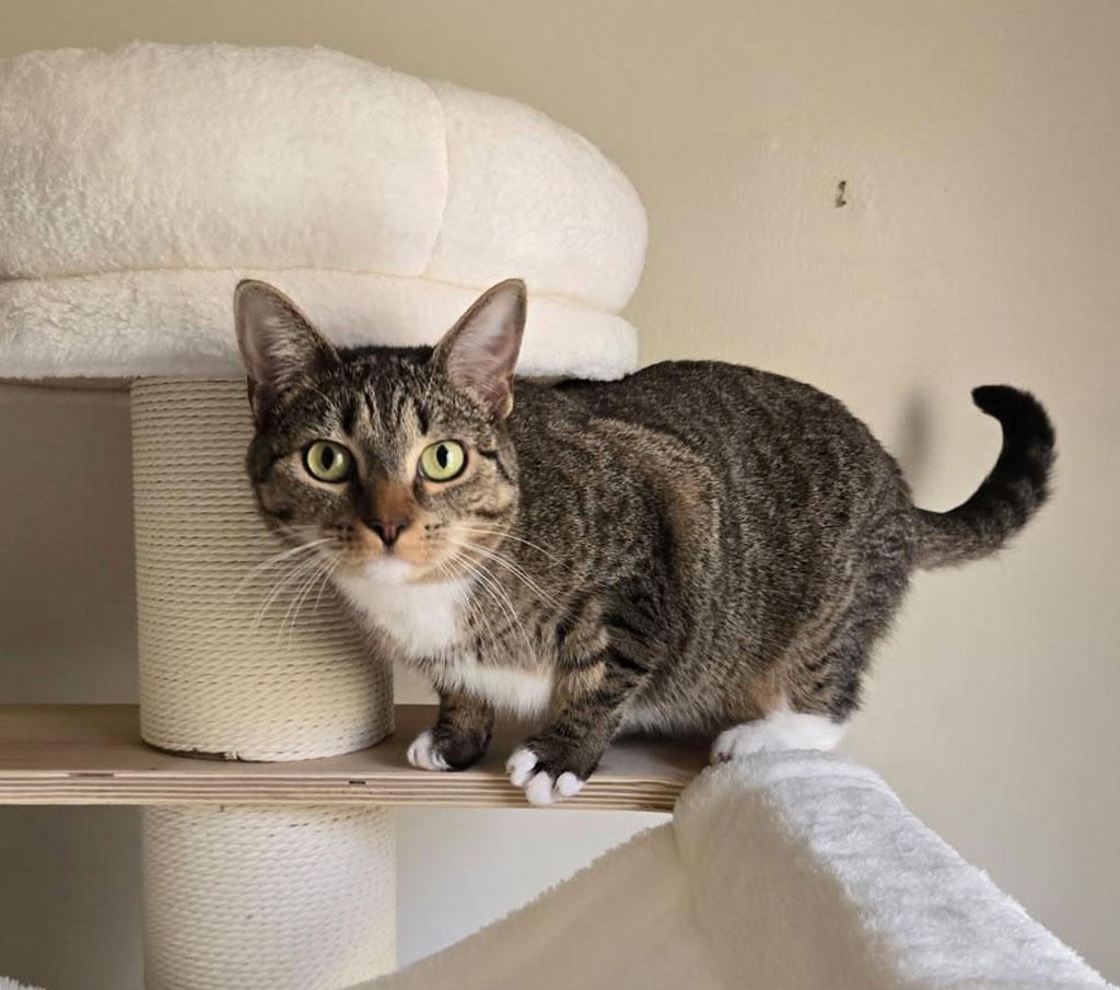 Contessa, a Adoptable Domestic Short Hair in Bowie, MD image 2/3