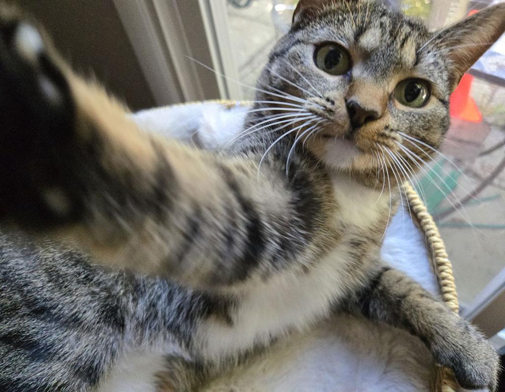 Contessa, Adoptable, Young Female Domestic Short Hair.