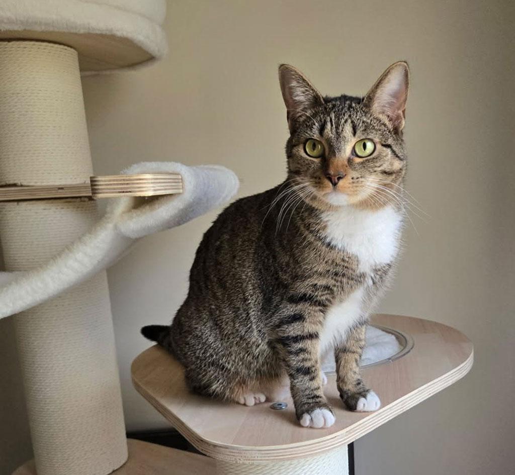 Contessa, a Adoptable Domestic Short Hair in Bowie, MD image 3/3