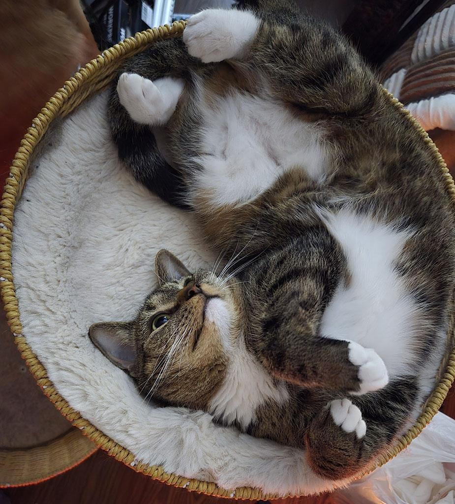 Enlarge Contessa, a Adoptable Domestic Short Hair in Bowie, MD image 2/4