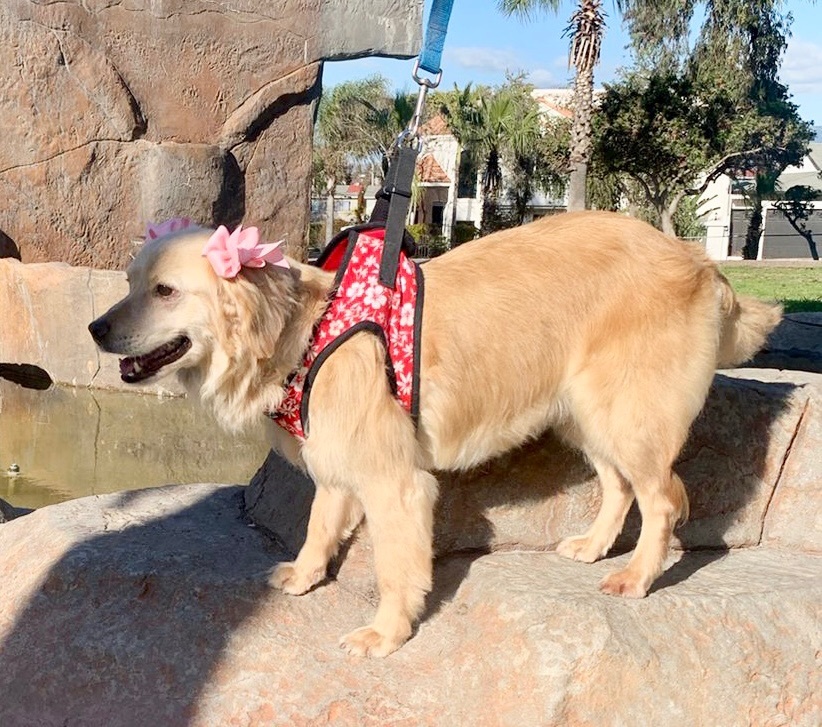 Kanela , Adopted, Young Female Cocker Spaniel & Golden Retriever.