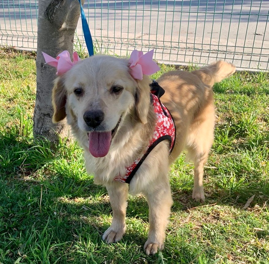 Enlarge Kanela , a Adopted mixed breed in Ramona, CA image 2/12