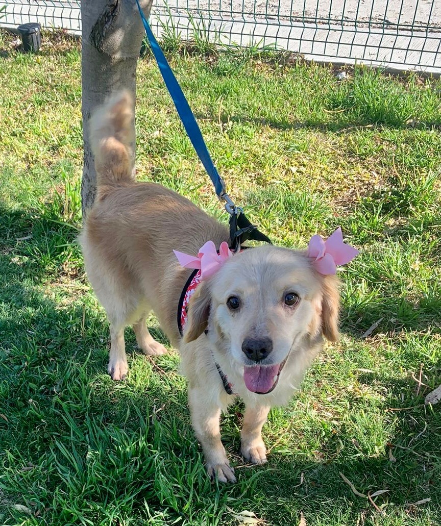 Enlarge Kanela , a Adopted mixed breed in Ramona, CA image 3/12