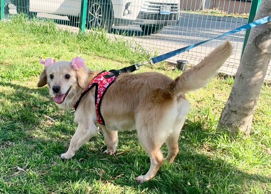 Kanela , Adopted, Young Female Cocker Spaniel & Golden Retriever.