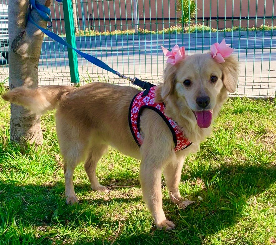 Enlarge Kanela , a Adopted mixed breed in Ramona, CA image 5/12