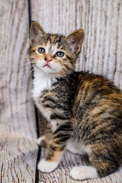 Enlarge Duchess, a Adoptable mixed breed in Dothan, AL image 1/1