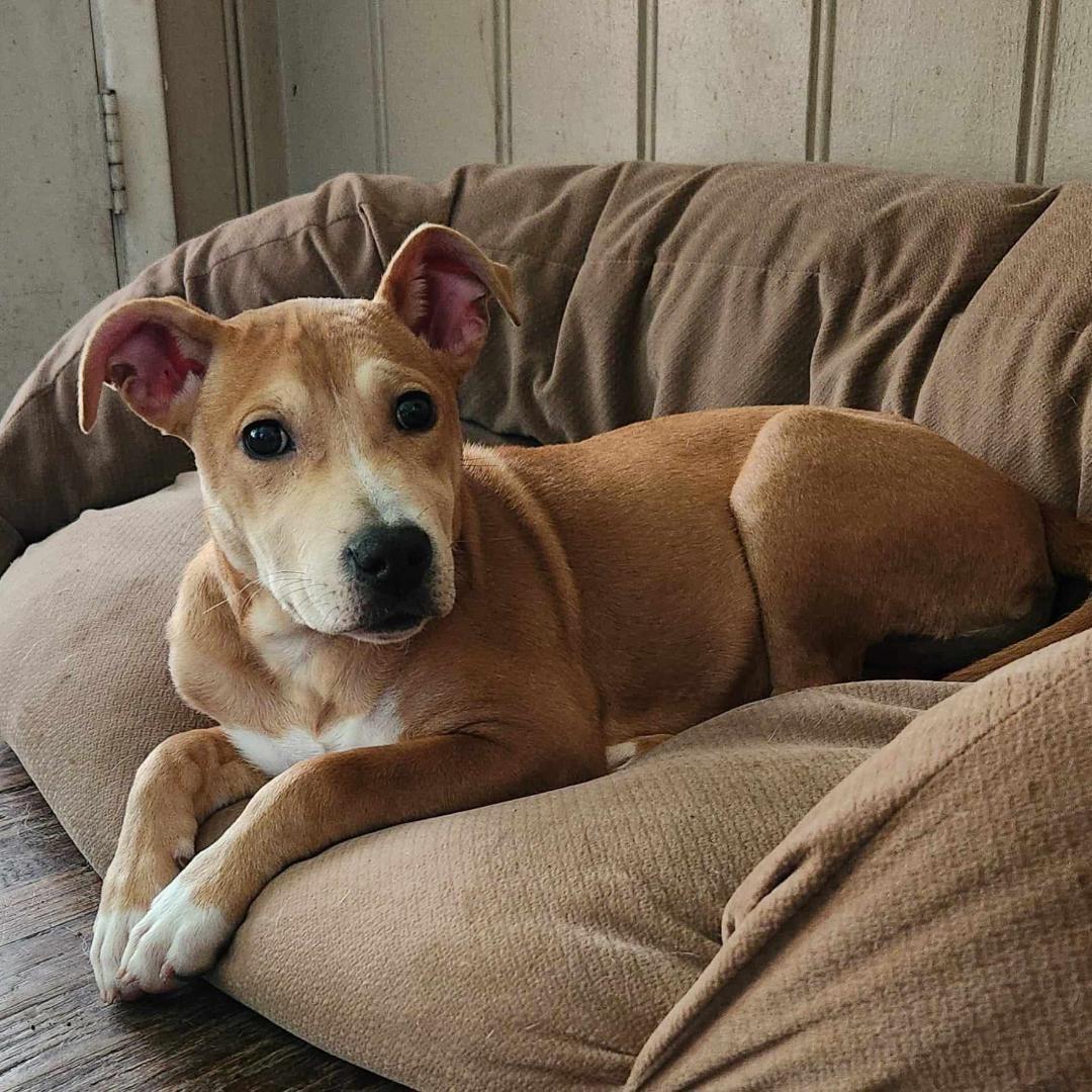 Lucy, Adopted, Puppy Female Pit Bull Terrier.