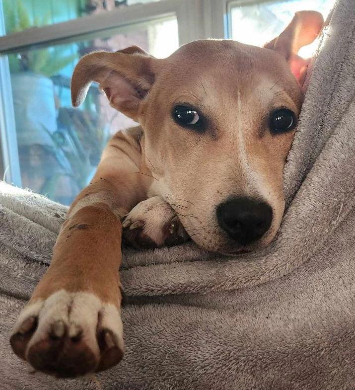 Enlarge Lucy, a Adopted Pit Bull Terrier in Dallas, TX image 2/3