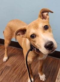 Enlarge Lucy, a Adopted Pit Bull Terrier in Dallas, TX image 3/3