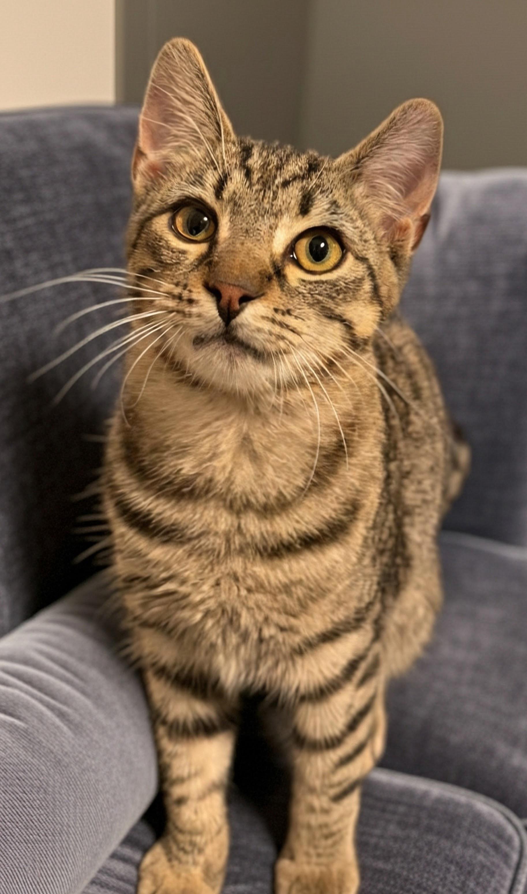 Enlarge Maddox, a Adoptable Domestic Short Hair in Norwalk, CT image 4/4