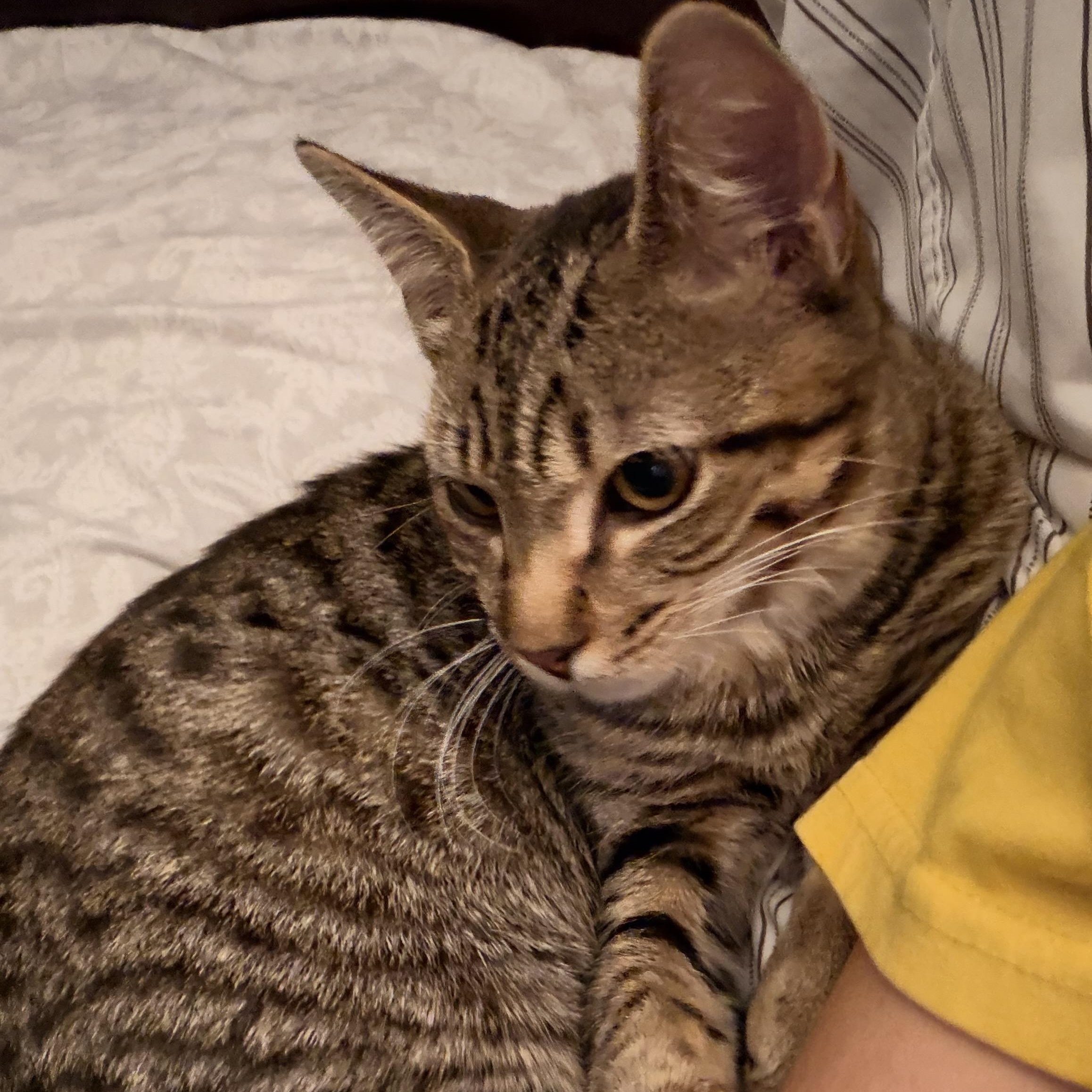 Enlarge Maddox, a Adoptable Domestic Short Hair in Norwalk, CT image 3/4